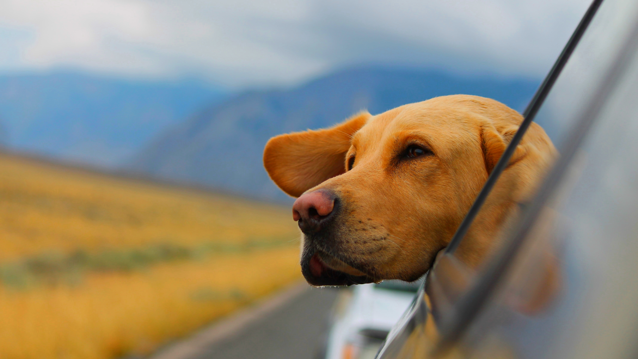 Gehoorzaam Gedachte Wordt erger Uw huisdier mee op reis | Nabuurs